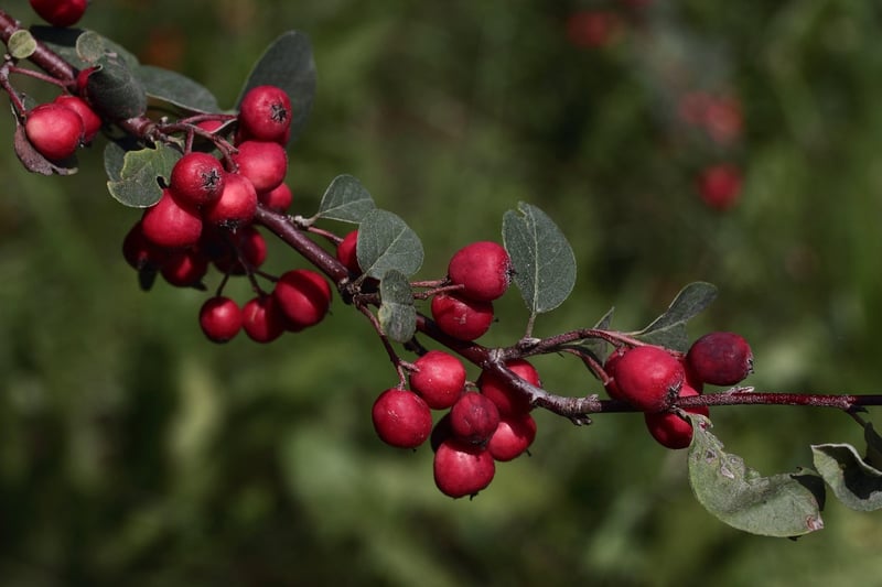 Magical Embellishments